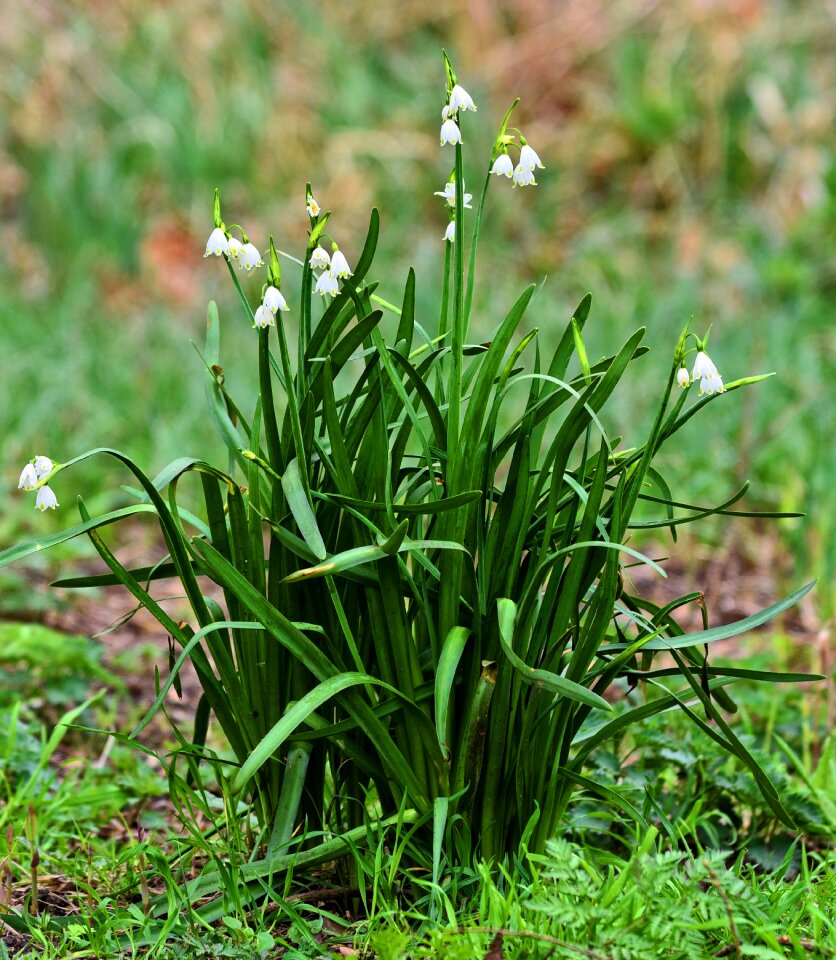 Galanthus nivalis bulbous perennial