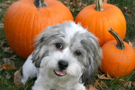 Cute animal pet