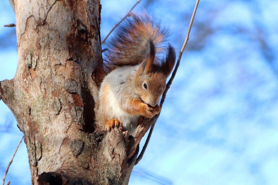 Wood squirrel mammals