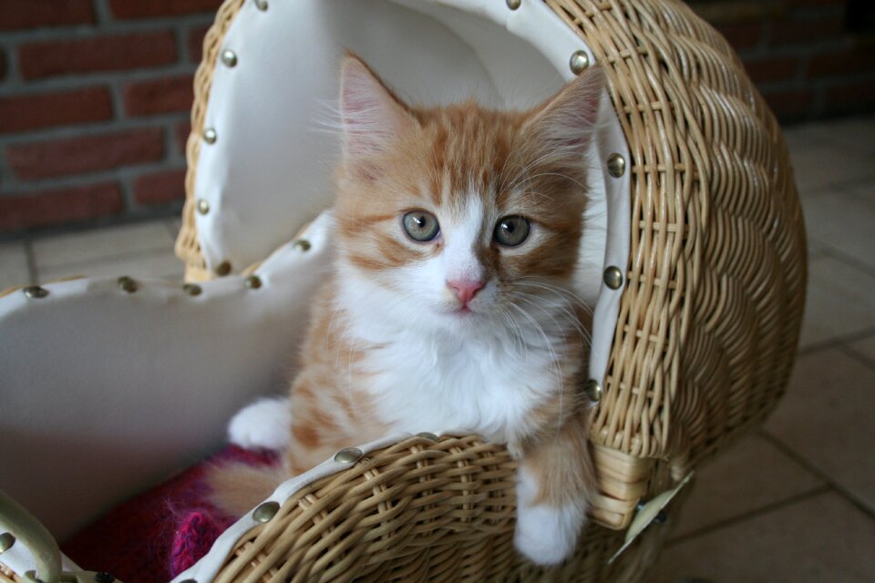 Baby cat sweet domestic cat