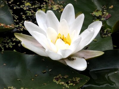 Water lily delft in 2017 photo