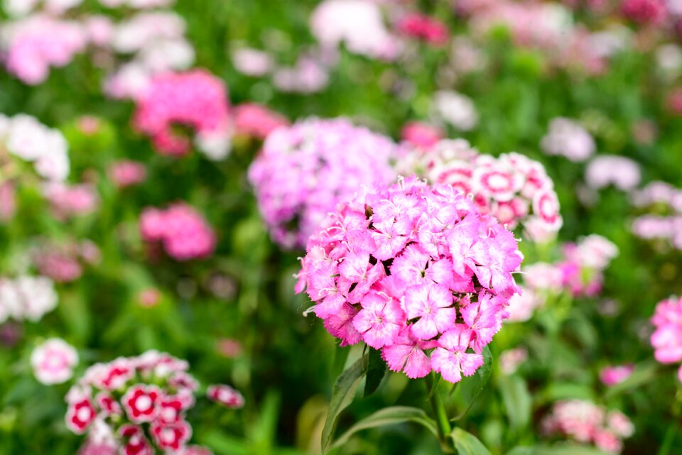 Nature summer spring