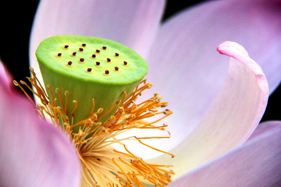 Plant close-up lotus
