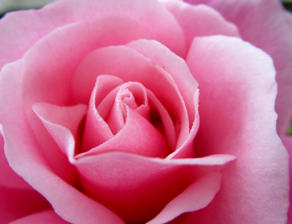 Pink rose wallpaper pink flower