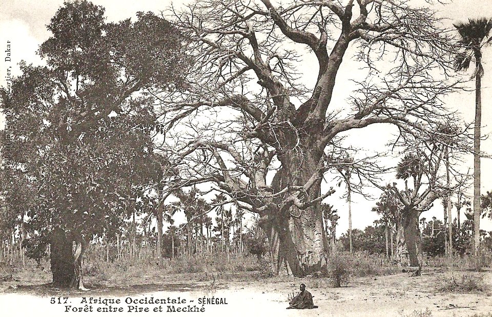 Sénégal-Forêt entre Pire et Meckhé (AOF)