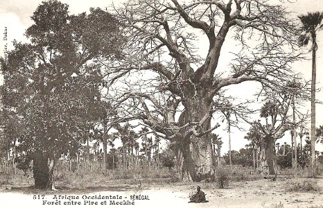 Sénégal-Forêt entre Pire et Meckhé (AOF) photo