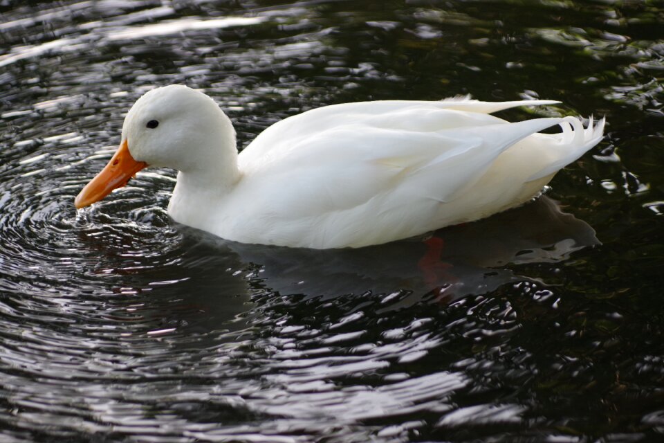 The bathing mallard the finnish nature