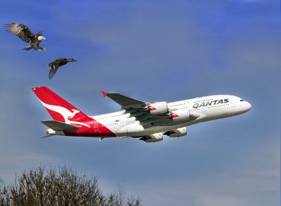 Airline wild wildlife