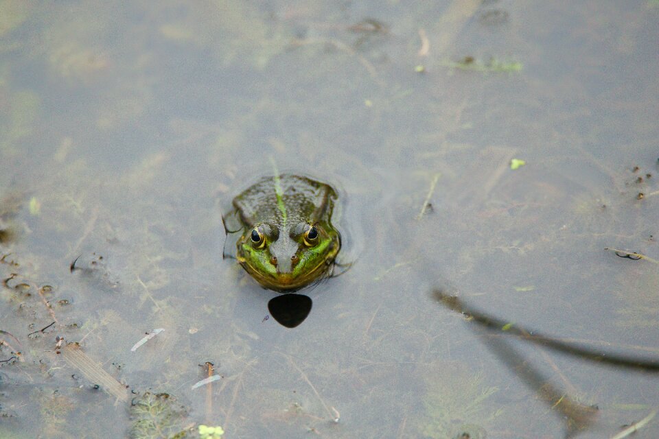 Animal amphibian animal world