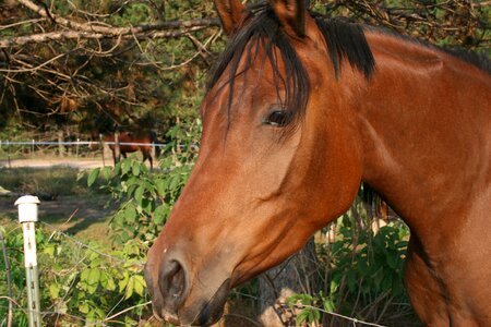 Mare bay arabian