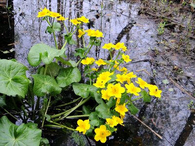 Plant green flowers