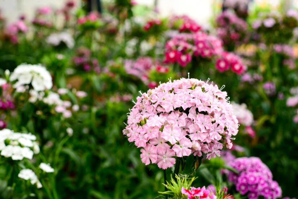 Nature summer spring