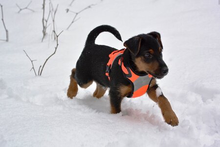 Cute winter german hunting terrier