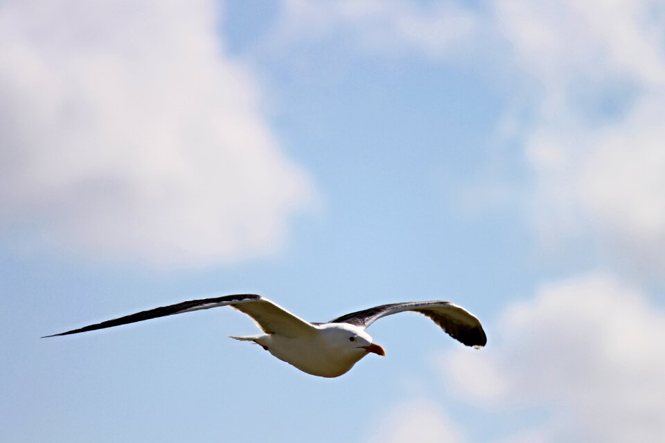 Water bird bird seevogel