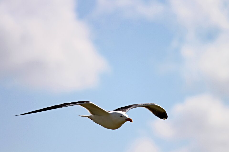 Water bird bird seevogel photo