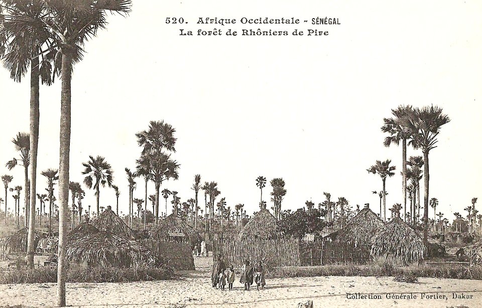 Sénégal-La forêt de rhôniers de Pire (AOF) (1)