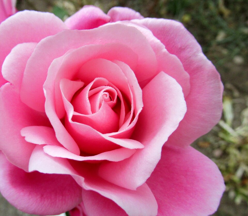 Autumn rose open