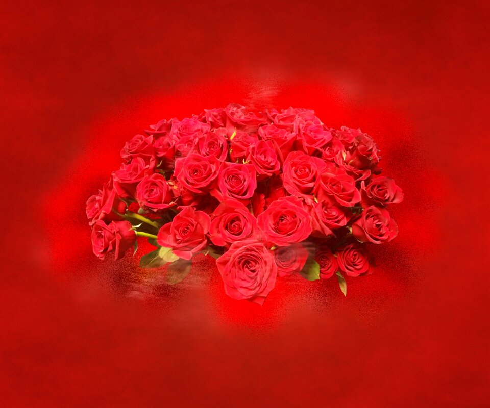 Background nature roses