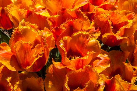 Leaf color tulip