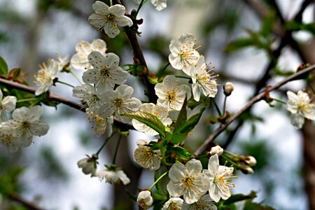 Spring tree flowering photo