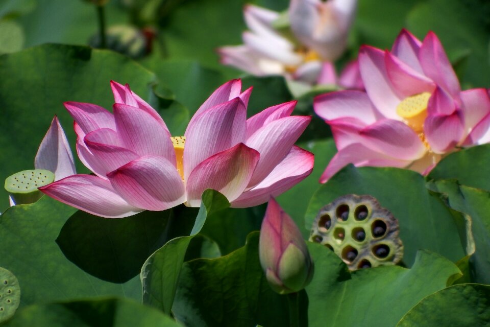 Plant flowers lotus