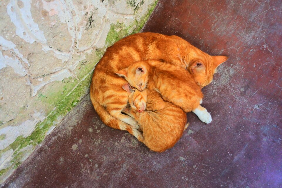 Kitten kittens striped cat