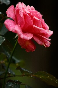 Pink rose flower rain