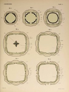 T. cystophora - Horizontal section - Selected morphological monographs - The Cubomedusae (1900)