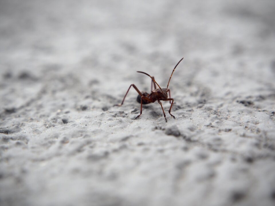 Macro animal close up