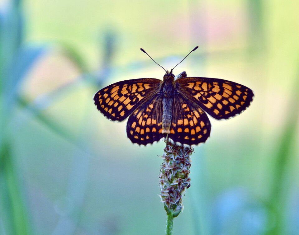 Nature summer insect