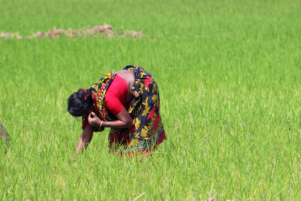 Nature summer bangladesh