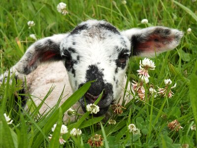 Young animals animal world spring
