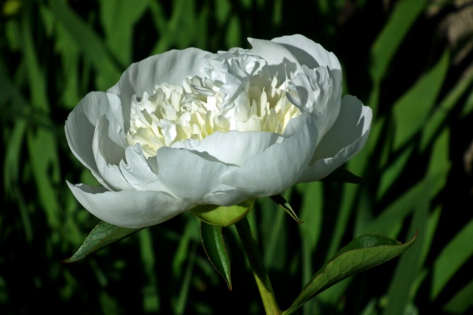 White plant summer