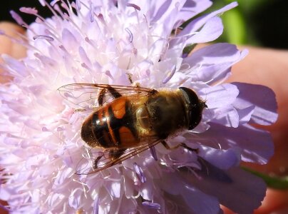 Animal world macro flight insect