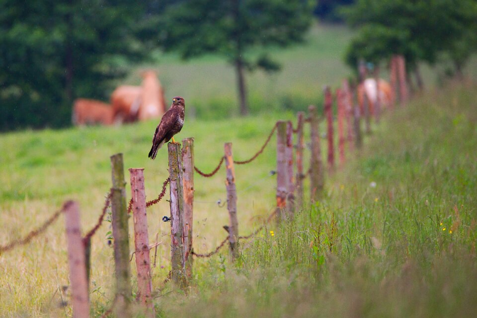 Landscape tree field