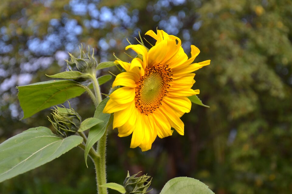 Bright yellow yellow flowers
