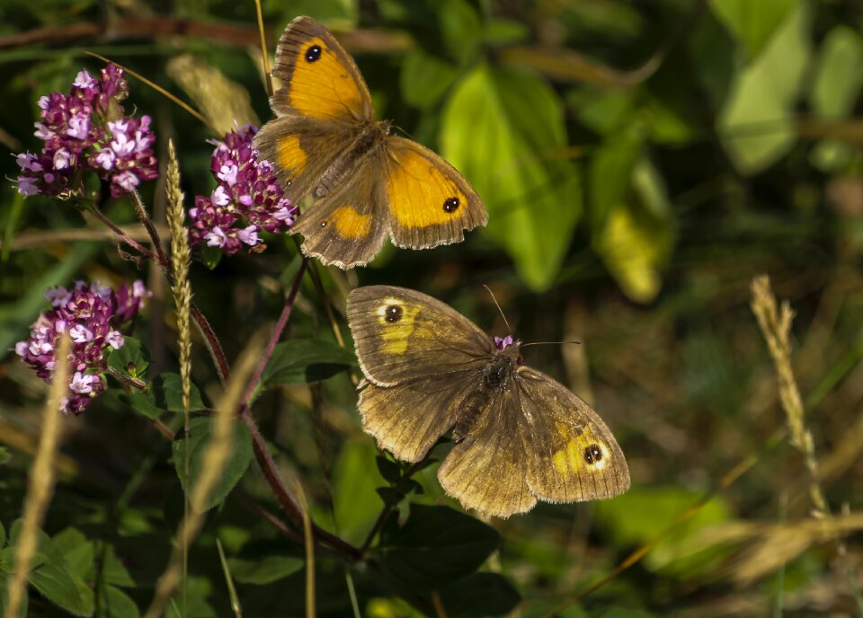 Orange brown wildlife