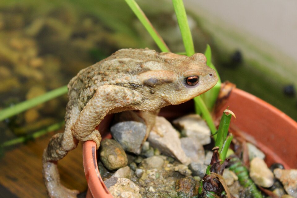 Wild life nature small