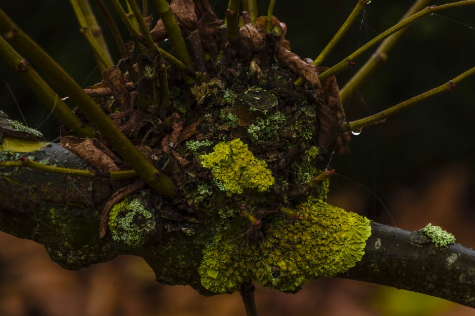Plant nature texture