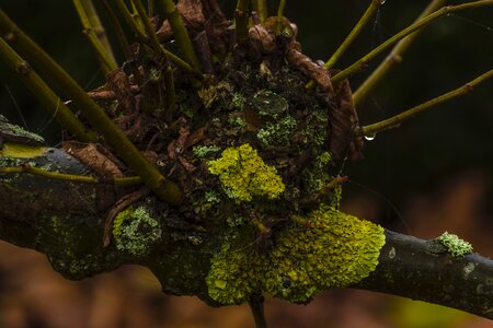 Plant nature texture