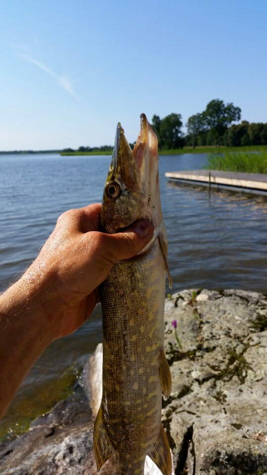 Pike fish catch