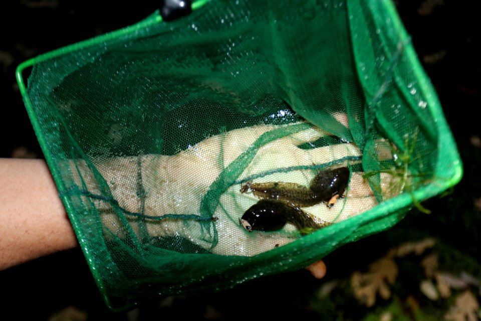 Tadpoles (33576640945)
