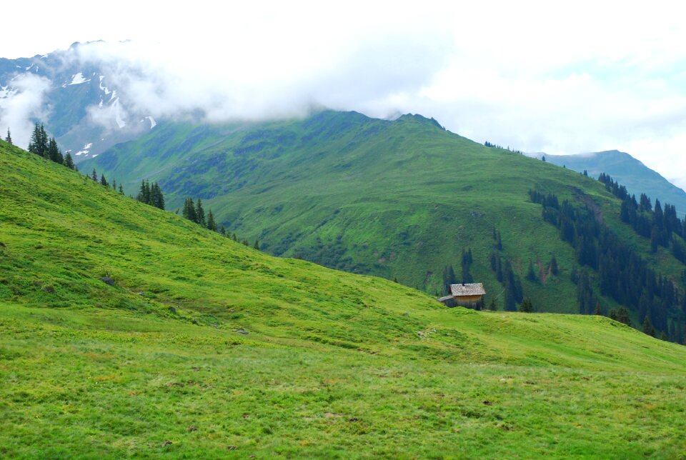 Flowers mountains green photo