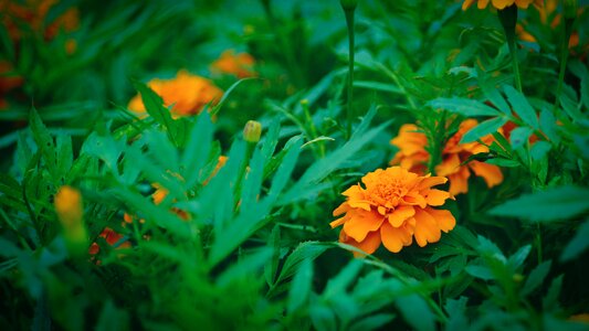 Summer garden flower
