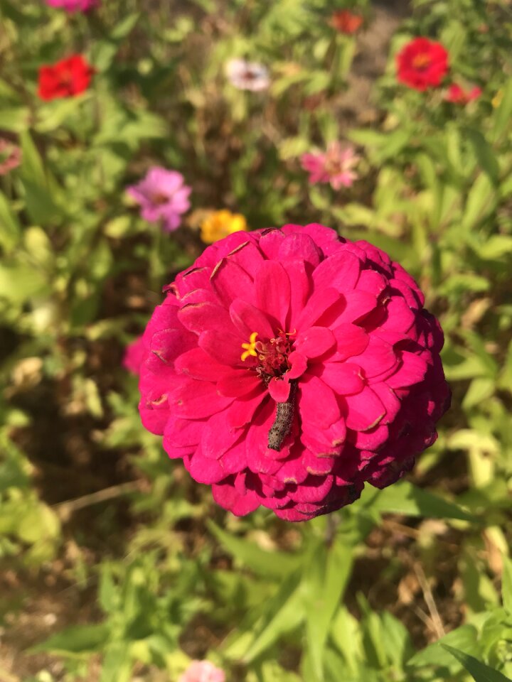 Flowers larva fall flowers