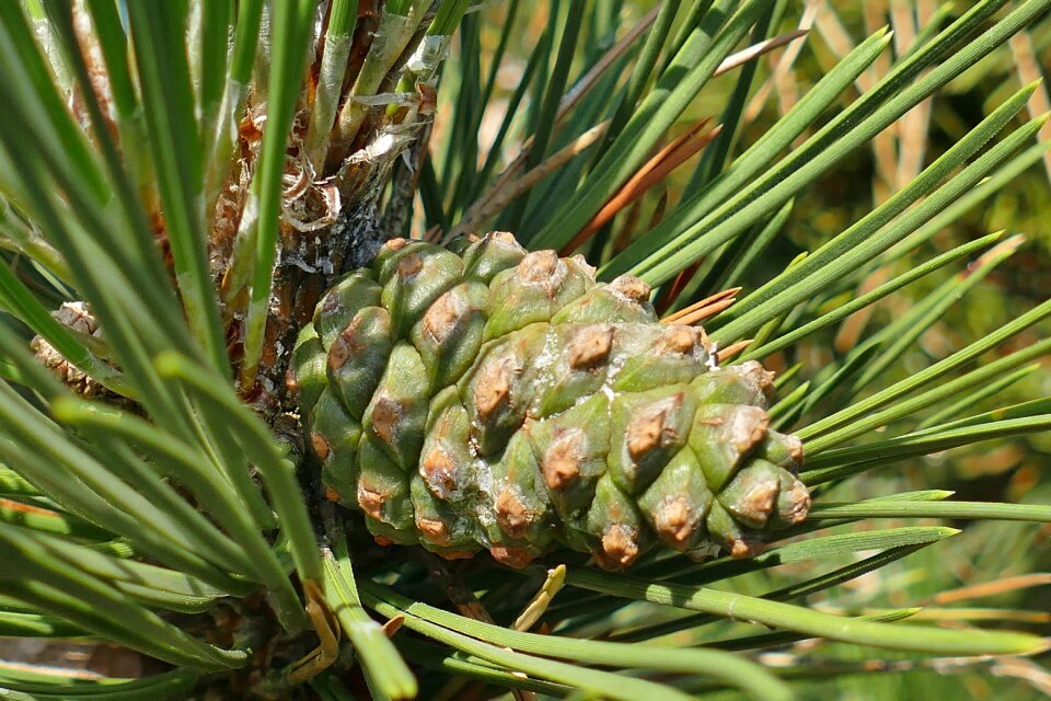 Pine branches nature