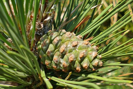 Pine branches nature