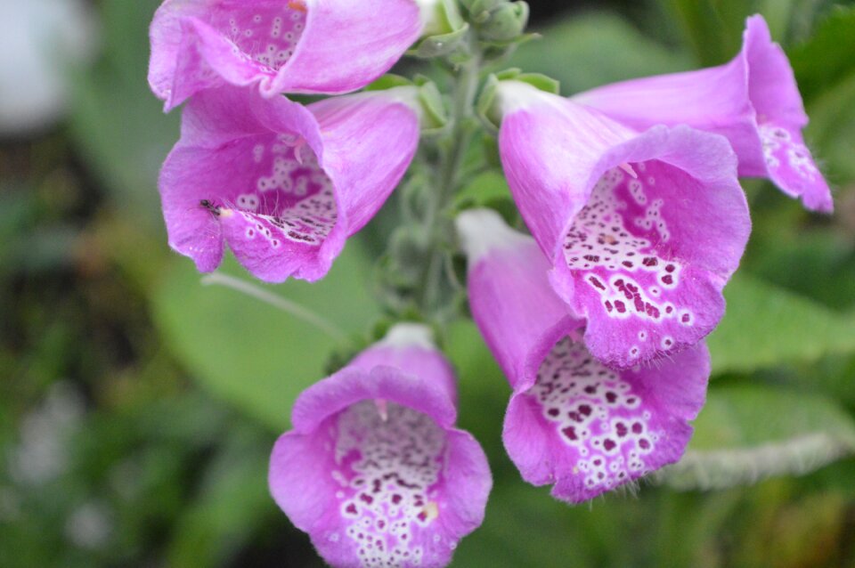 Close up plant pink photo