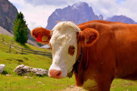 Prato animal bovino photo