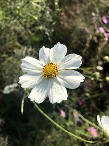 Plants in autumn nature photo